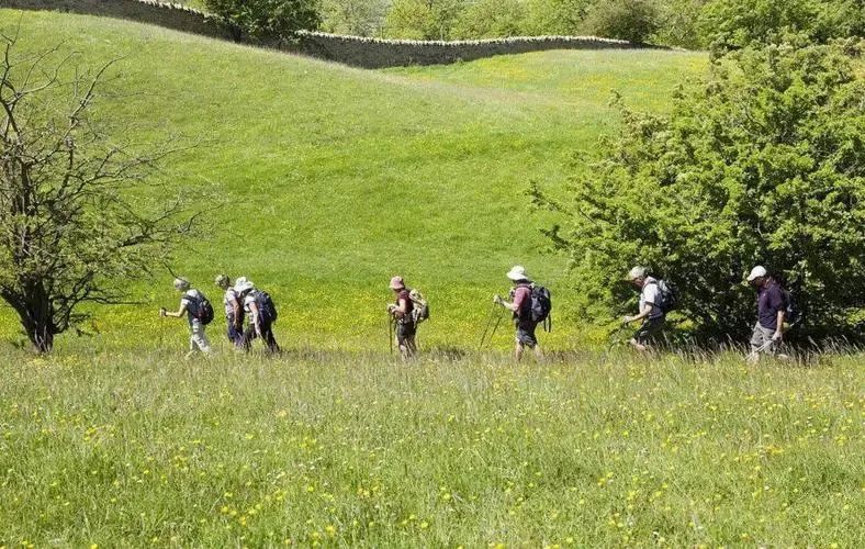仲景小課堂丨踏青且留步，路旁植物也是草藥哦！