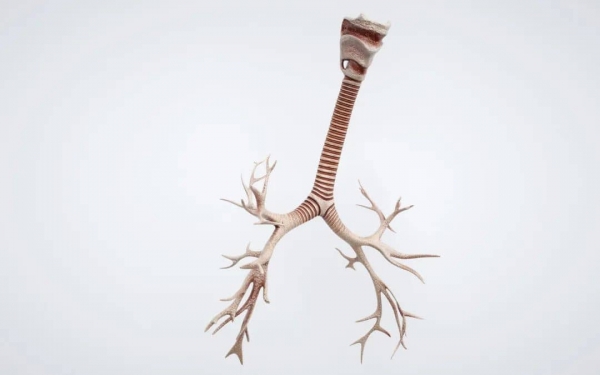 攝圖網(wǎng)_401789913_banner_人體氣管結(jié)構(gòu)(企業(yè)商用).jpg 3-tuya.jpg