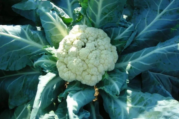 它主要能預(yù)防這4種癌癥，這類蔬菜里就有！